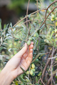 olives on the branch. hand on the green background - PhotoDune Item for Sale