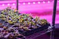 Seedlings of Swiss chard growing in hothouse under purple LED light. Hydroponic indoor salad factory - PhotoDune Item for Sale