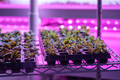 Greenhouse shelves lettuce filled with Swiss chard lit with UV neon light to keep pests away - PhotoDune Item for Sale