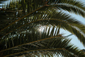 Sunlight through a palm tree - PhotoDune Item for Sale