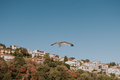 Seagull flying over an island in the summer - PhotoDune Item for Sale