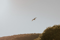 Seagull flying over a mountain at golden hour - PhotoDune Item for Sale