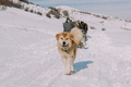 Traveling in winter on a snowy mountain with a dog - PhotoDune Item for Sale