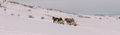 Traveling in winter on a snowy mountain with a dog - PhotoDune Item for Sale