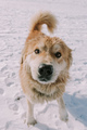 Happy dog in the winter season - PhotoDune Item for Sale