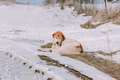 Traveling in winter on a snowy mountain with a dog - PhotoDune Item for Sale