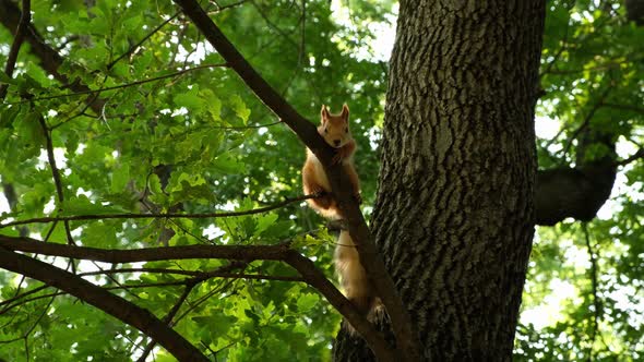 Red Squirrel Sitting Still on a Tree in the Park Looking Into the Camera