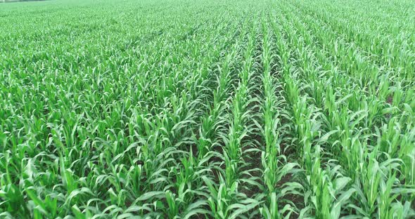 4k aerial flight over green corn filed