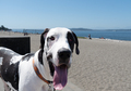 Happy dog at beach - PhotoDune Item for Sale