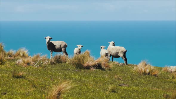 Sheep Grazing on Top of Cliff Next to the Atlantic Ocean in Cheviot New Zealand - Steady Shot