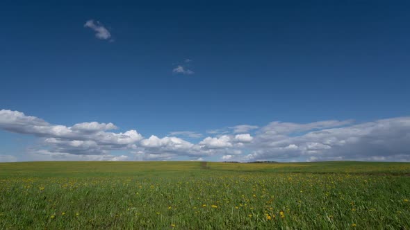 Beautiful Shot Over Yellow Dandelions with White Clouds Passing By in Timelapse