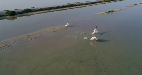 Pelicans on an Artificial Salt Lake in Vlore Albania