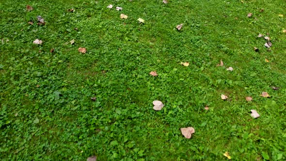 Drone flying forward and tilting up revealing gazebo in grassy area surrounded by trees with a creek