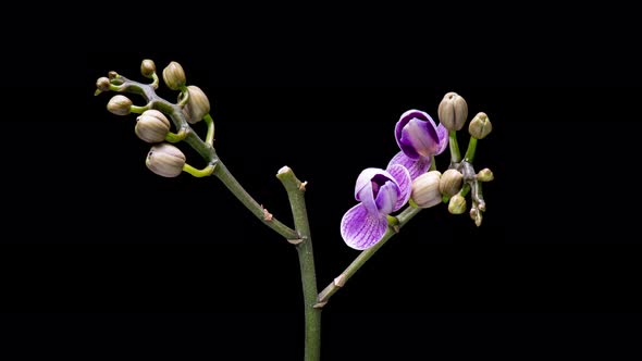 Time Lapse Orchid Flowers