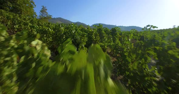 Grape Leaves Aerial