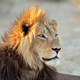 Male African Lion Roaring - AudioJungle Item for Sale