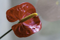 Anthurium, red flower - PhotoDune Item for Sale