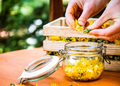 preparation of dandelion syrup or honey from fresh dandelions - PhotoDune Item for Sale
