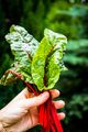 fresh swiss chard in garden - organic gardening - PhotoDune Item for Sale