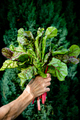 fresh swiss chard in garden - organic gardening - PhotoDune Item for Sale