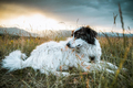 beautiful white dog enjoying outdoors - PhotoDune Item for Sale