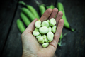 freshly picked green ripe fava beans - PhotoDune Item for Sale