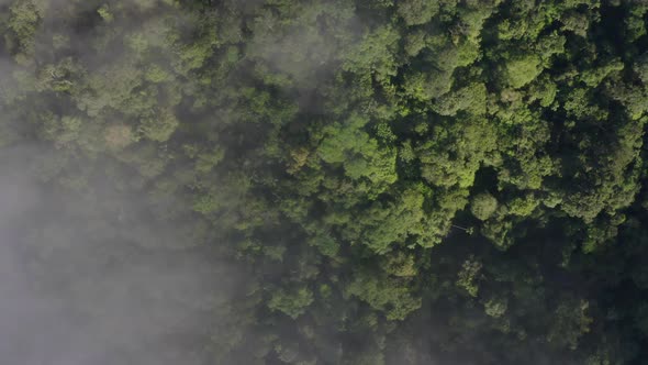 Aerial top down view of a tropical forest canopy covered in a thin layer of fog