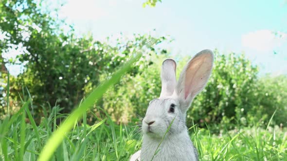 Cute Fluffy Light Gray Easter Bunny with Big Ears Sits Green Meadow Sunny Weather Eats Young Soybean