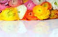 Background with bright beautiful flowers - PhotoDune Item for Sale