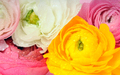 Background of bright beautiful flowers - PhotoDune Item for Sale