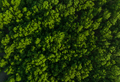 Aerial top view of mangrove forest. Drone view of dense green mangrove trees captures CO2. Green  - PhotoDune Item for Sale