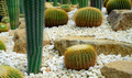 Cactus garden. Green cactus tree. Desert plant. Elephant cactus and golden barrel cactus in garden. - PhotoDune Item for Sale