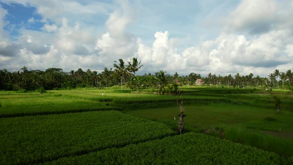 aerial scenic green rice fields passing coconut trees on a sunny day in Bali Indonesia