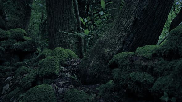 Passing Old Rocks And Trees In The Evening