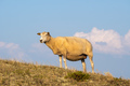 Grazing Sheep in Warm Evening Light - PhotoDune Item for Sale