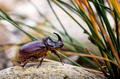 Rhinoceros Beetle - Arthropoda  - PhotoDune Item for Sale