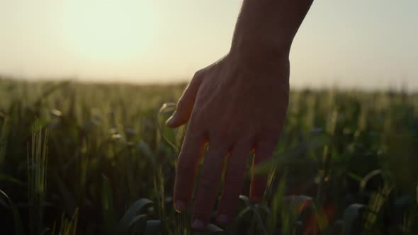 Farmer Walking Wheat Field in Sunset Close Up