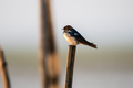 Barn swallow bird resting on a bamboo pole  - PhotoDune Item for Sale