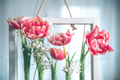 hanging composition with tulips in test tubes, flower flasks - PhotoDune Item for Sale
