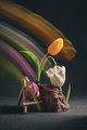 concept spring. freakebana. three multi-colored tulips. motion blur - PhotoDune Item for Sale