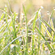Wet Grass (3-Pack) - VideoHive Item for Sale