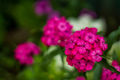 Bright pink flowers from a home garden close-up. - PhotoDune Item for Sale