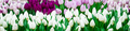 Banner from blooming white tulips. Symbol of spring. - PhotoDune Item for Sale