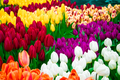 Tulip Festival. Bright colorful flowers. Spring and holiday symbol. - PhotoDune Item for Sale