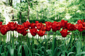A stunning photo capturing rows of tall red tulips standing tall in a sea of lush green field - PhotoDune Item for Sale