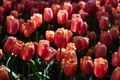 Colorful spring fresh dutch tulips. Orange and pink tulips - PhotoDune Item for Sale