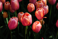 Colorful spring fresh dutch tulips. Assorted colors - PhotoDune Item for Sale
