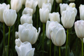 Colorful spring fresh dutch tulips. White tulips close-up - PhotoDune Item for Sale