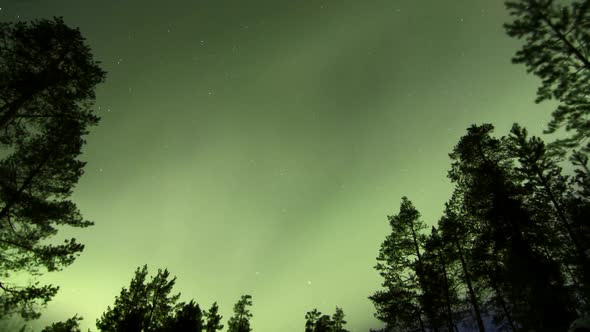 MOTION TIMELAPSE ZOOM OUT of the Aurora Borealis over a clearing in a forest