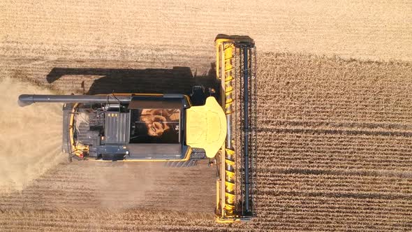 Aerial Shot of Combine Gathering Rye or Wheat Crop. Flying Over Harvester Working in Farmland at